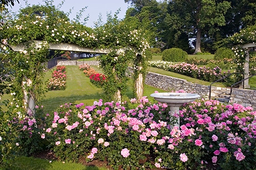 Hershey Gardens Italian Rose garden