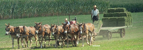 amishexperience amish experience