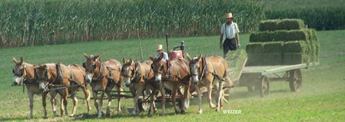 amish experience