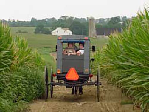 ed's buggy rides