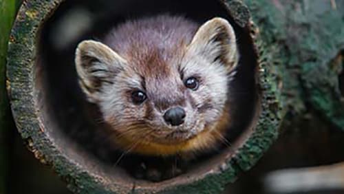 zoo-america zoo america marten hershey