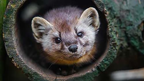 zoo america marten hershey